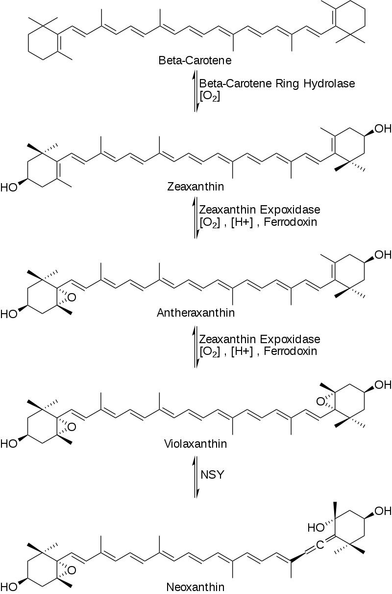 香精與香料(53)—突厥烯酮(Damascenone)與突厥酮(Damascone)