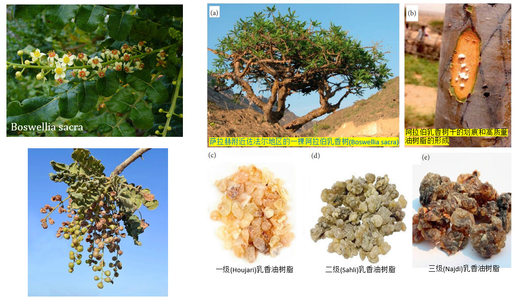 香精與香料(83)—乳香(Frankincense)