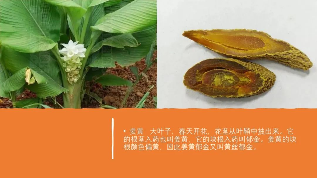 香精與香料(97)—郁金