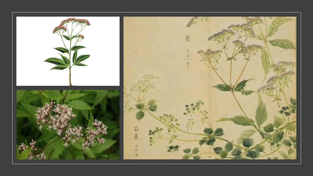 香精與香料(99)—佩蘭(Eupatorium fortunei )