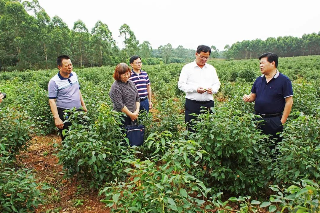 廣西香料香精：謀篇布局創“雙千”