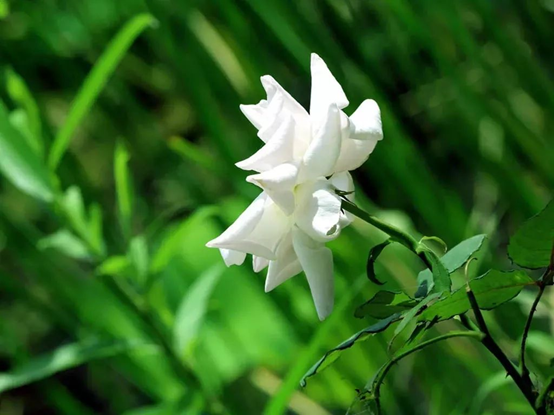 香精與香料—梔子花