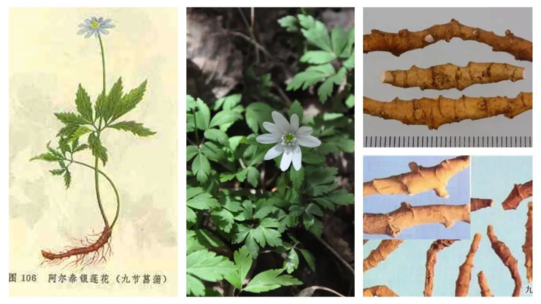 香精與香料(122)—菖蒲