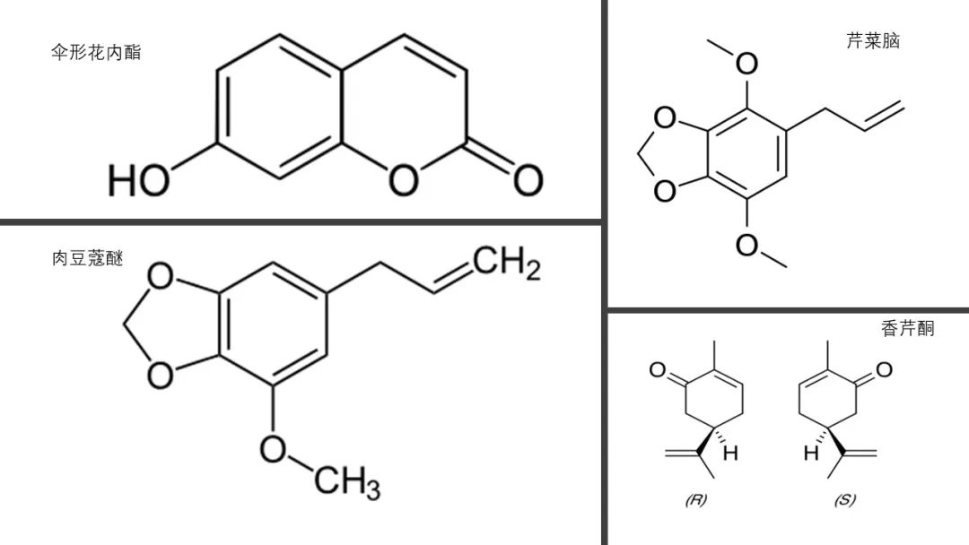 香精與香料(132)—蒔蘿