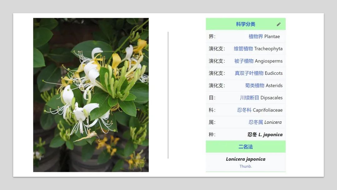 香精與香料(179)—金銀花