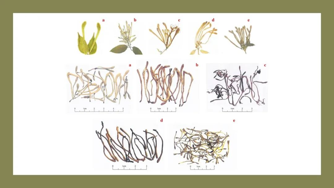 香精與香料(179)—金銀花