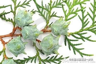 Flavor & Fragrance 文獻(xiàn)綜述：天然香精提取，生產(chǎn)和研究領(lǐng)域的進(jìn)展