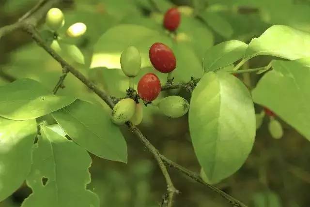 香料百科——安息香