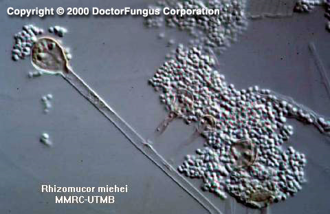 農業廢物作為微生物香精生產基質的潛力研究